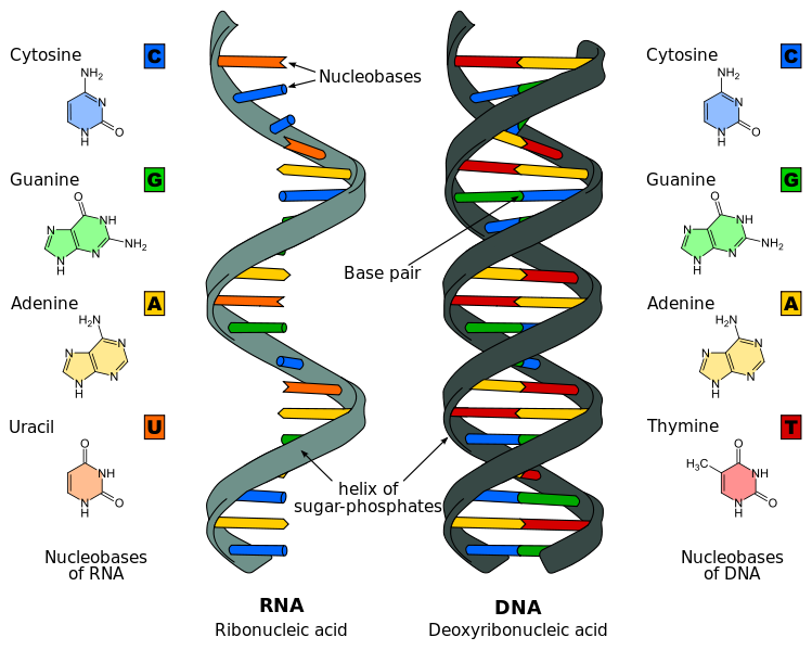 Diagram Comparing DNA & RNA