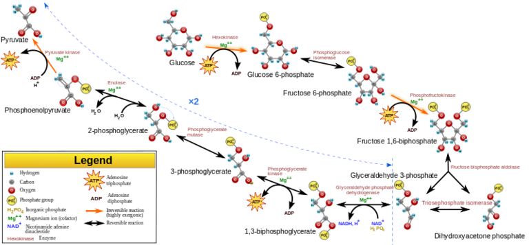 Metabolism The Steps of Aerobic Cellular Respiration