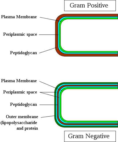 Illustration of Gram-positive and Gram-negative bacterial cell wall.