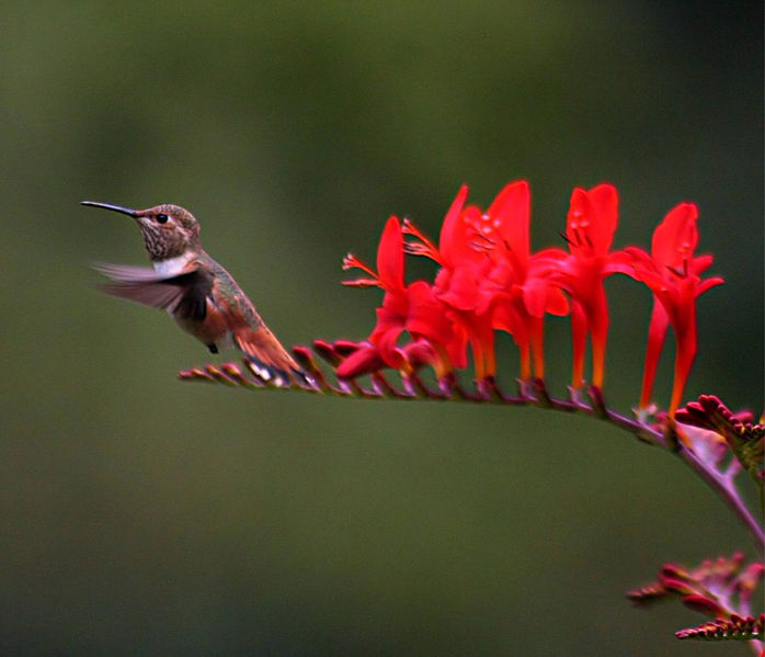 Crocosmia with hummingbird.