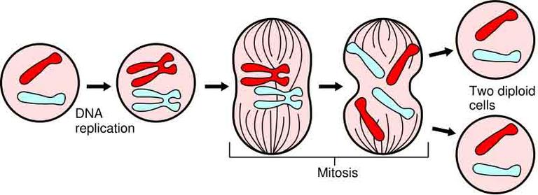Illustrated overview of mitosis.