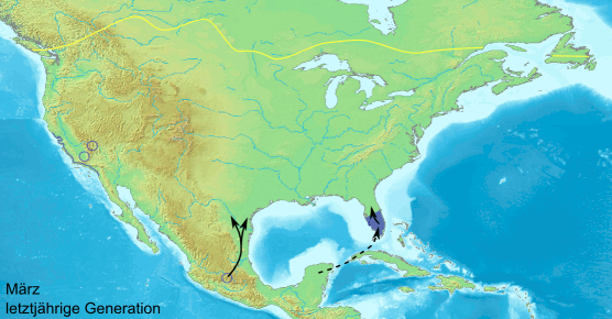 Monarch butterfly migration route over three generations.