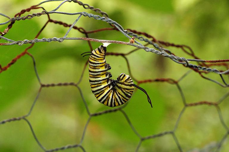 Monarch caterpillar beginning pupation.