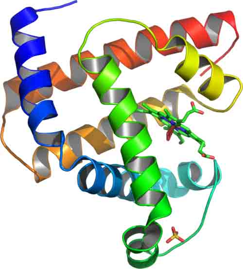 Myoglobin Protein