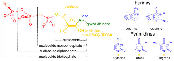 Nucleotide Structure: Purines & Pyrimidines