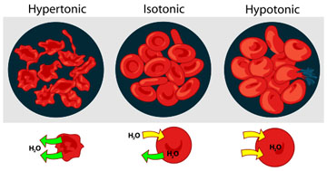 Diagram of Osmosis in Red Blood Cells