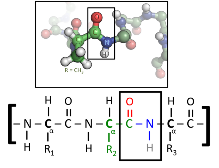 Chemical structure of the peptide bond (bottom) and the three-dimensional structure of a peptide bond between an alanine and an adjacent amino acid (top/inset).