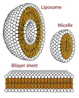 How polar phospholipids spontaneously arrange in liquid.