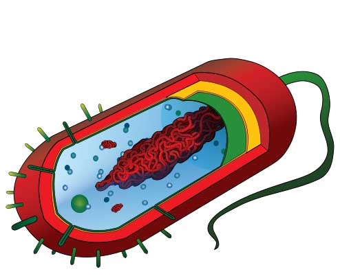 Illustration of Prokaryotic Cell