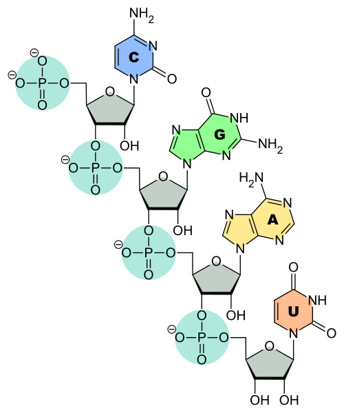 Chemical Structure of RNA