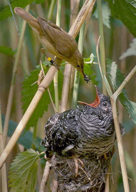 Reed Warbler feeding a Common Cuckoo chick in a nest. Brood parasitism