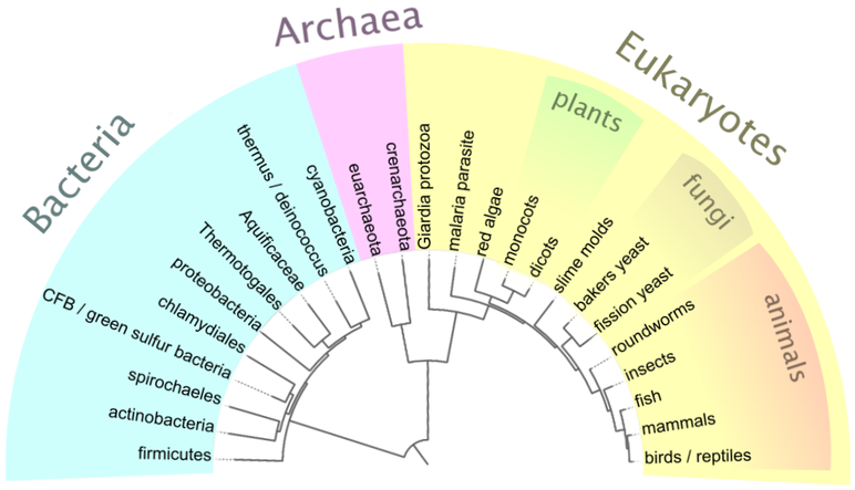 Simpified phylogenetic tree of life