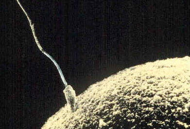 Sperm cell fertilizing egg.