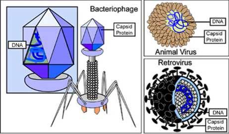 Structural Forms of Different Virus Types