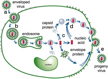 Virus Cycle of Infection, National Academy of Sciences