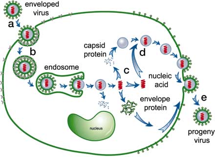 Virus Cycle of Infection, National Academy of Sciences