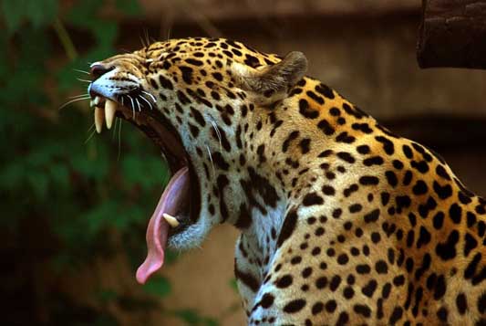 Yawning Jaguar.