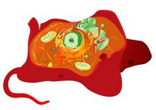 Animal Eukaryotic Cell Illustration