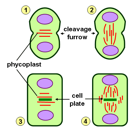 Cytokinesis in animal and plant cell