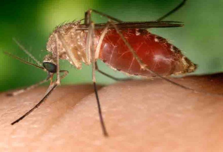 Mosquitos are the Insect Vector Involved in the Spread of West Nile Virus (WNV)