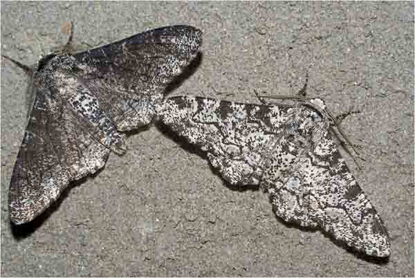 Peppered Moth: The Melanic carbonaria (Left) and the More Common Light-colored typica (Right).