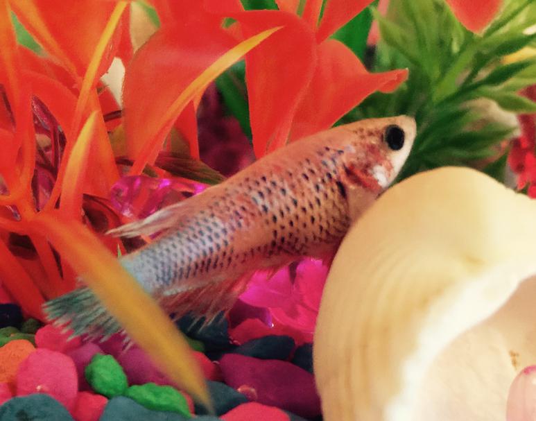 Female crown tail Betta splendens