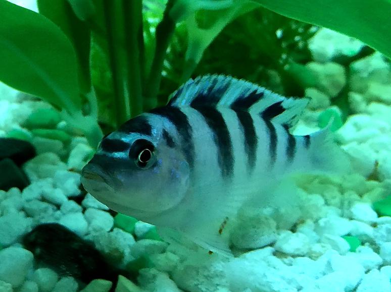 Kenyi Cichlid (Maylandia lombardoi)