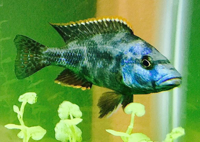 Male Livingston Cichlid (Nimbochromis livingstonii)