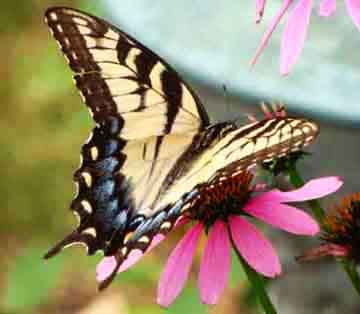 Female Eastern tiger swallowtail (Papilio glaucus) feeding on purple cone flower.
