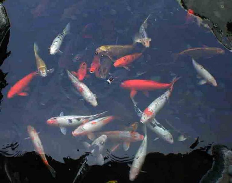 Koi, decorative, domesticated common carp (Cyprinus carpio). photo