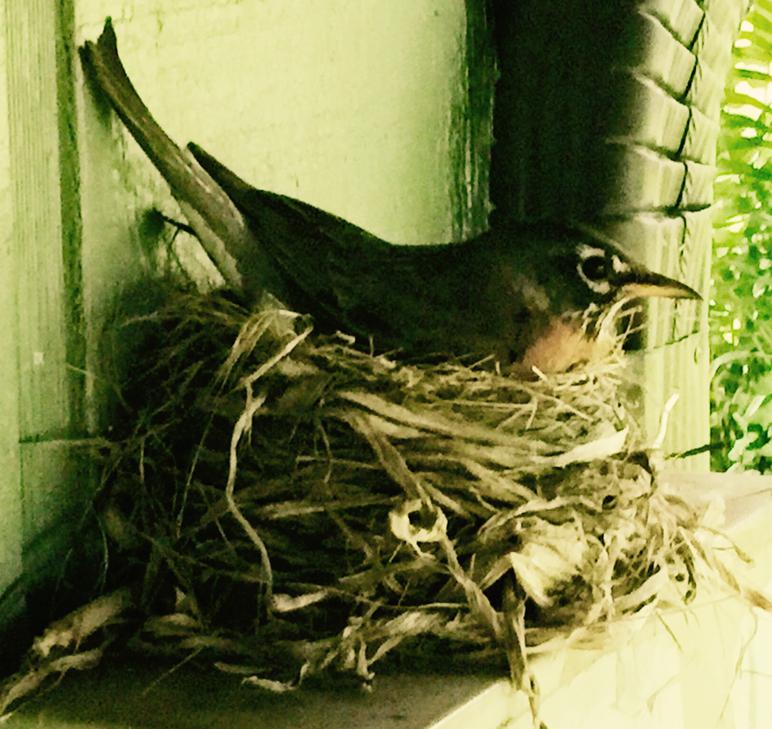 American robin female sitting on nest.