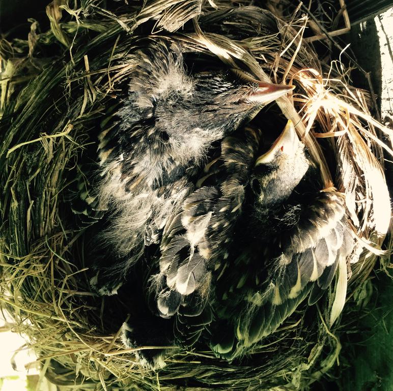 American robin nestlings.