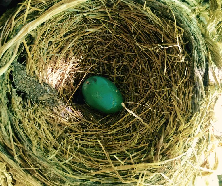 Abandoned American robin nest with one old unhatched egg.