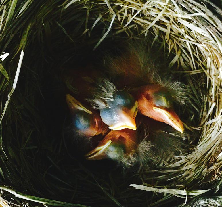 Four 2-day-old American robin chicks sleeping