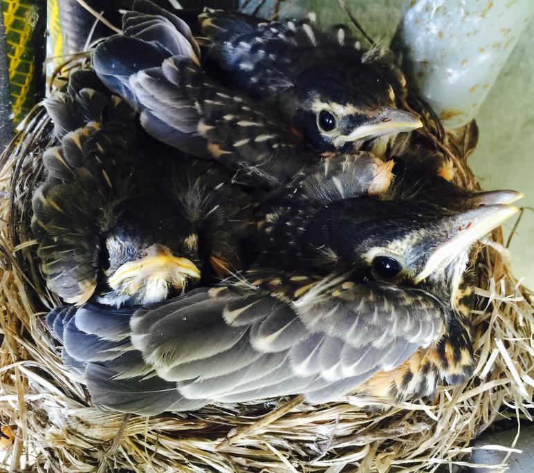 American Robin nestling chicks 13 days old - top view