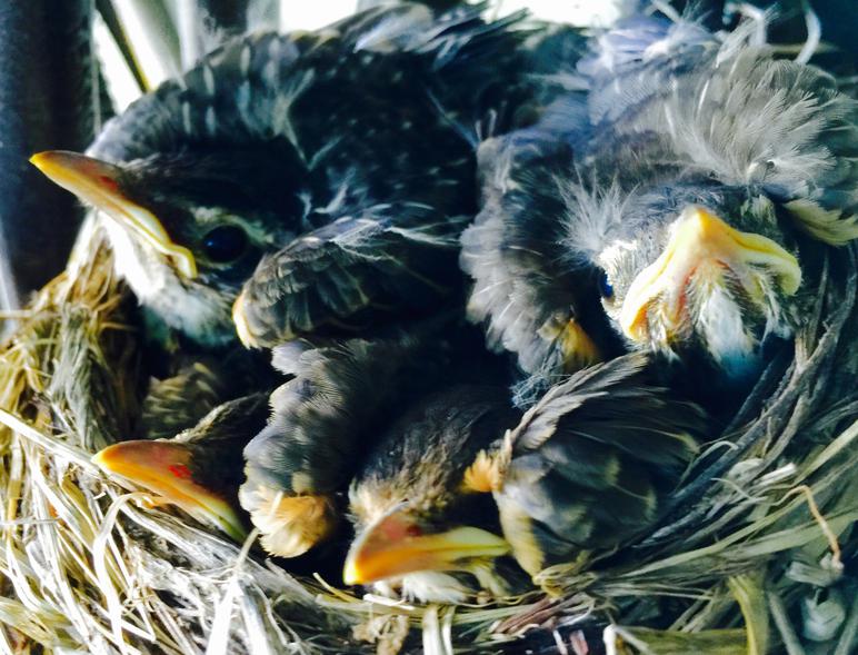 American Robin nestling chicks 12 days after hatching