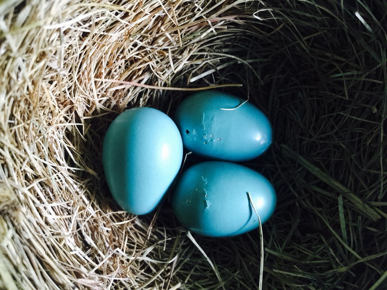 American robin eggs beginning to hatch.