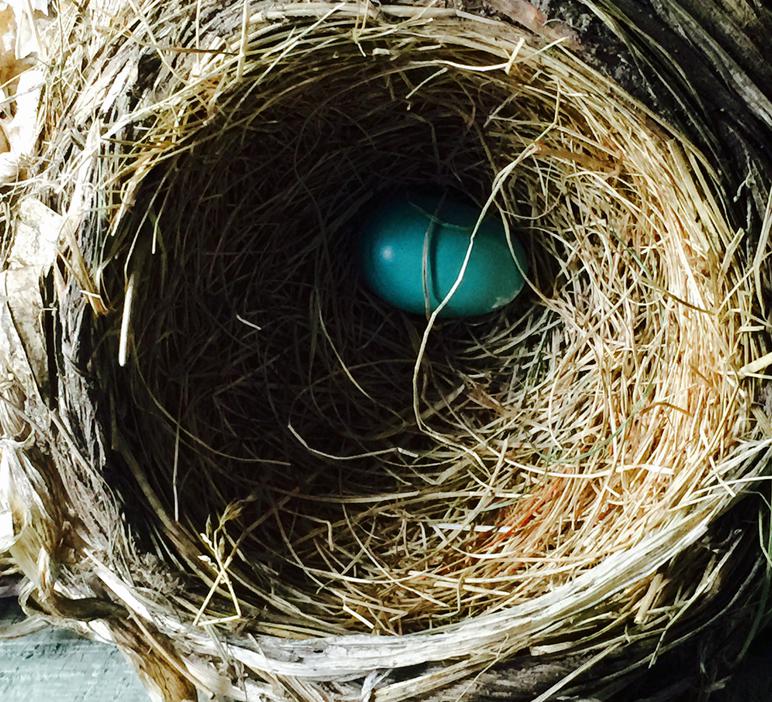 First egg laid in American robin clutch.