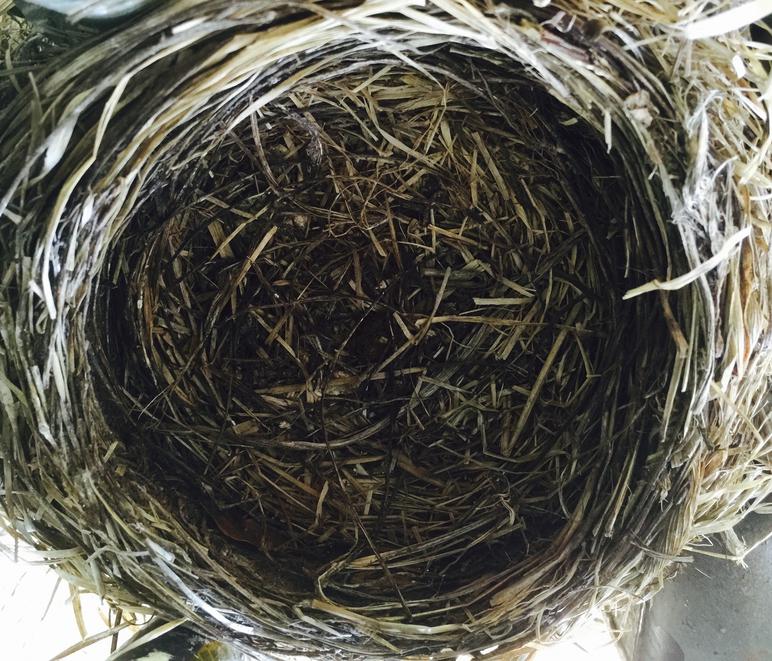 Empty American robin nest on day chicks fledged. 