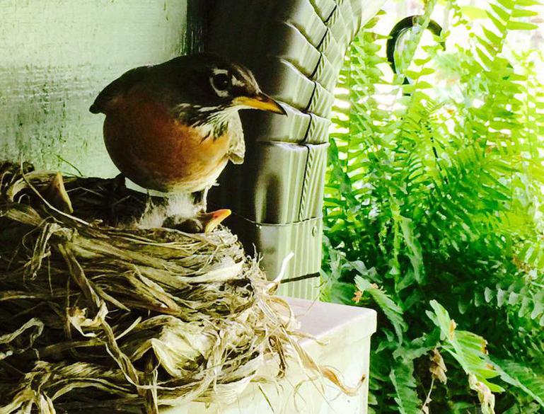 American robin female on nest with two chicks visible.