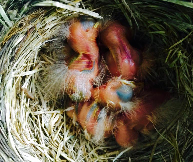 Four day-old American robin chicks have hatched, and are sleeping.