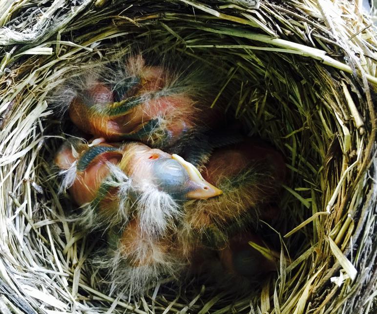 American Robin Nestling Chicks 6 Days Old