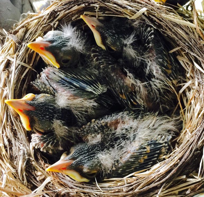 American Robin Nestling Chicks 8 Days Old