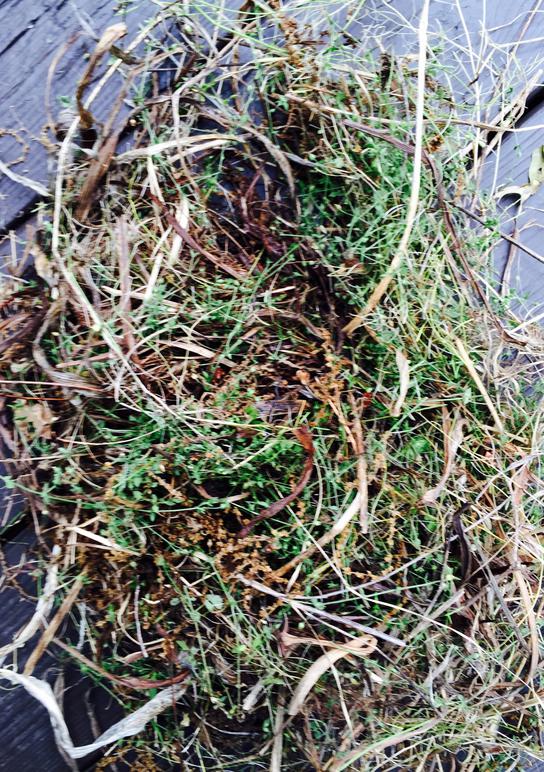 American robin nesting materials from destroyed early nest.