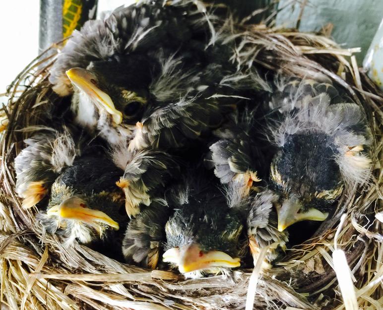 American Robin Nestling Chicks 11 Days Old
