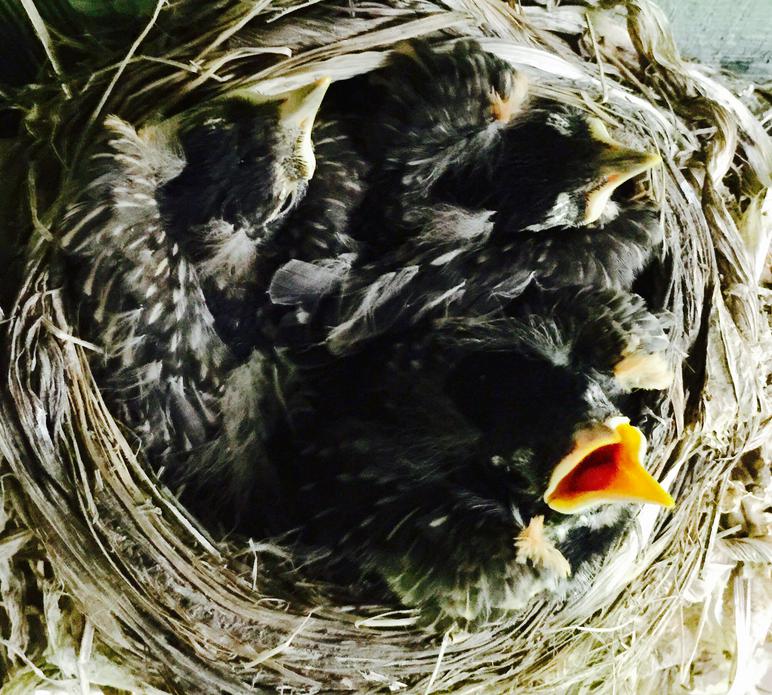 American robin nestling chicks 10 days old