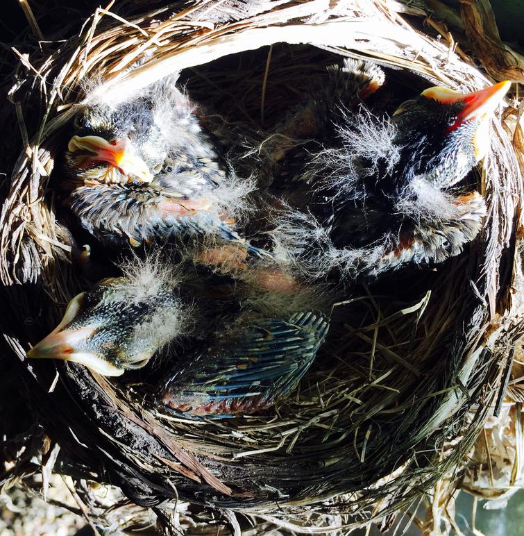 American robin nestling chicks 7 days old