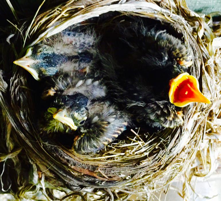 American robin nestling chicks 8 days old