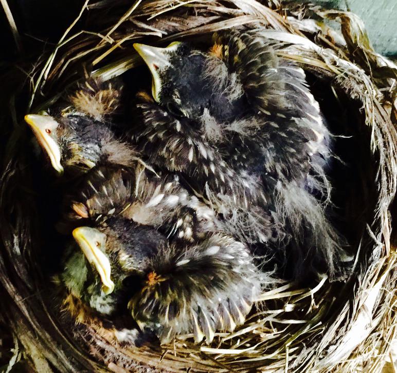 American robin nestling chicks 9 days old