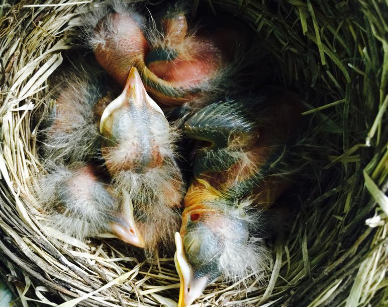 American Robin Nestling Chicks 5 Days Old
